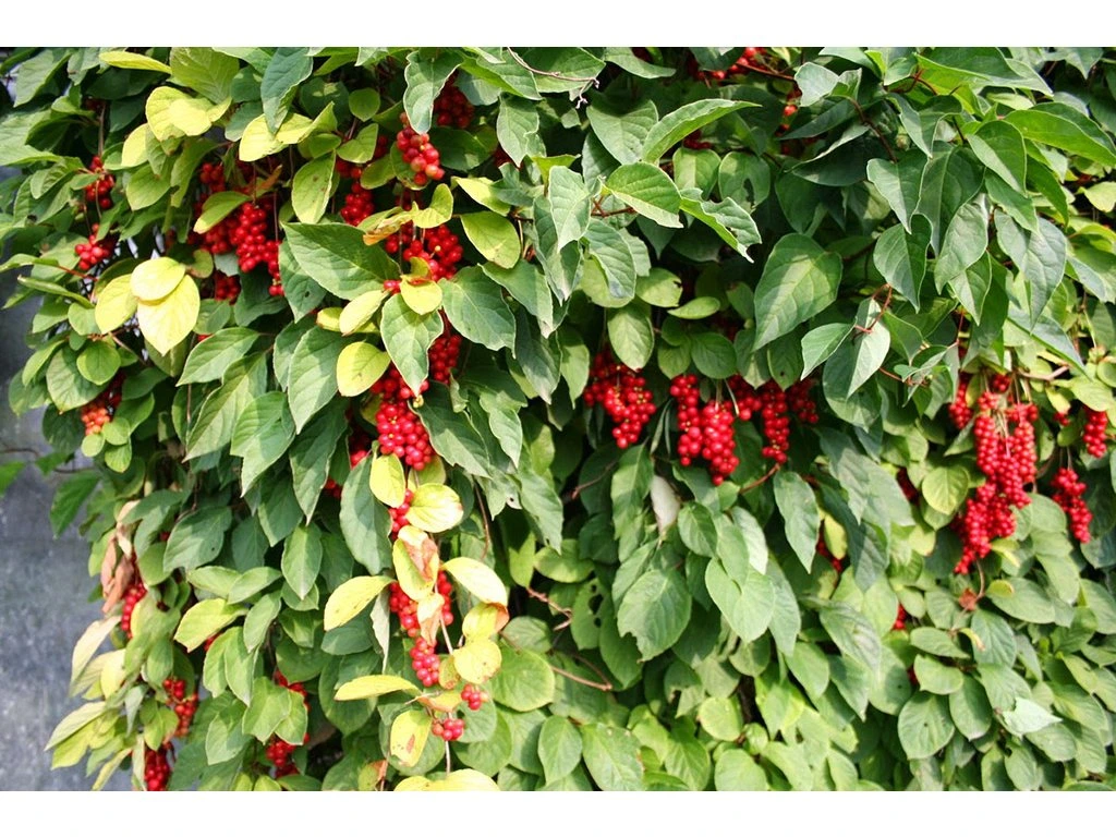 Schizandra čínska (Schizandra chinensis)