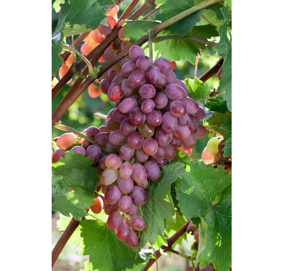 Vinič stolový (Vitis Vinifera) "Jupiter"