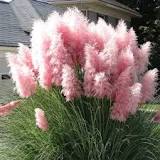 Cortaderia selloana "Rose Plume"