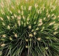 Perovec psiarkovitý "Little Bunny" (Pennisetum alopecuroides)