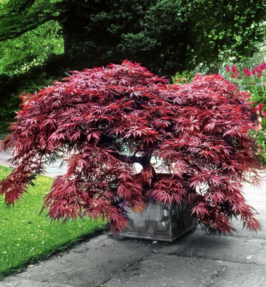 Acer palm. Garnet