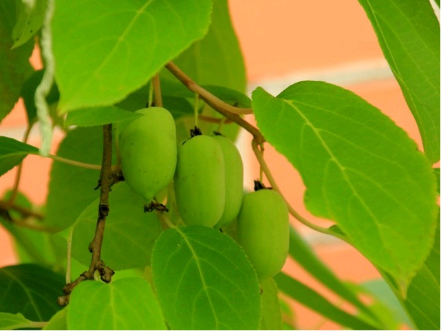 Aktinídia význačná (Actinidia arguta) "Issai" - samosprašná