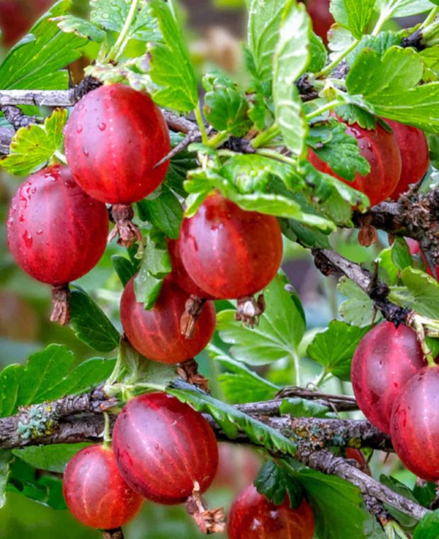 Egreš obyčajný (Grossularia uva-crispa) červený, HINONMAKI ROT, stromčekový