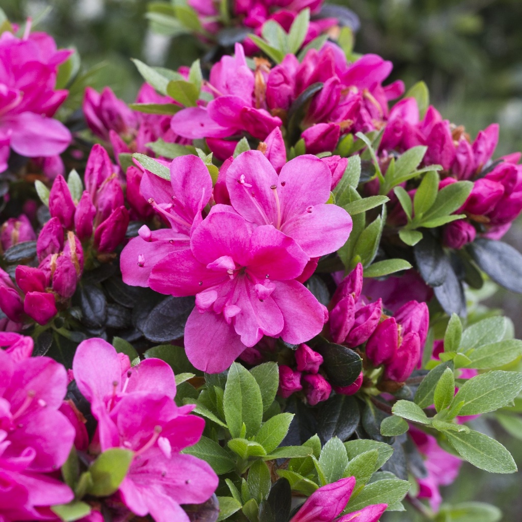 Azalka japonská (Azalea japonica) 'Anne Frank' 20-30, K2,5