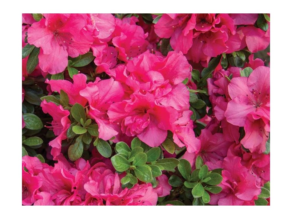 Azalka japonská (Azalea japonica) 'Babuschka'