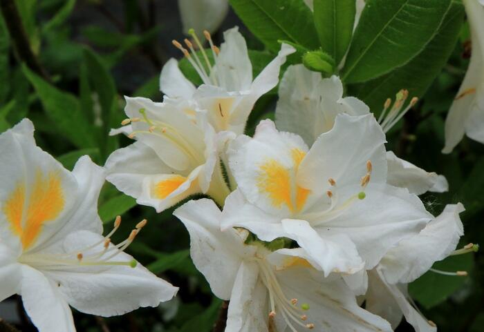 Azalea (KH) "Persil"