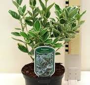Euonymus jap. "Albomarginatus"