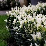 Bršlen japonský (Euonymus japonicus) "Paloma Blanca" 20-30, K2,5