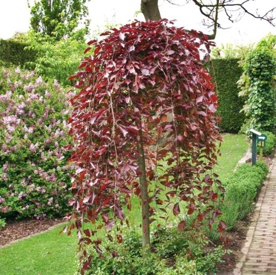 Buk lesný (Fagus sylv.) "Purpurea Pendula" 100-125, vreteno
