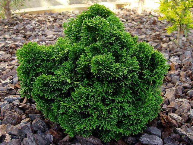 Cypruštek tupolistý (Chamaecyparis obtusa)"Nana Gracilis" 