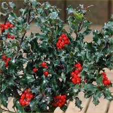 Cezmína modrá Ilex meserveae "Blue Princess" 20-30, K2,5