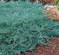 Borievka rozprestretá (Juniperus horizontalis) "Wiltonii" 20-30, K2,5