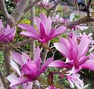 Magnólia (Magnolia) "Susan" 30-40, K2,5