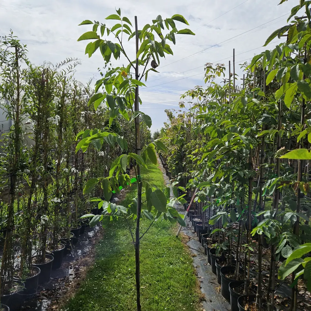 Orech (Juglans regia) "Seifersdorský" 100-125, K-FP
