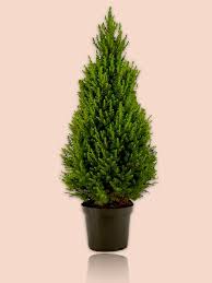 Picea glauca "Conica" 20-30, K2,5