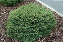 Picea omorika "Kareľ", 20-30, K2,5