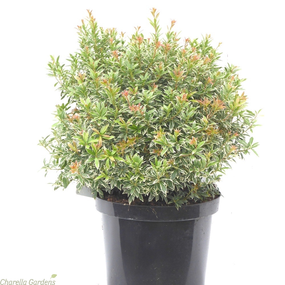 Pieris jap."Little Heath" 20-30, K2,5