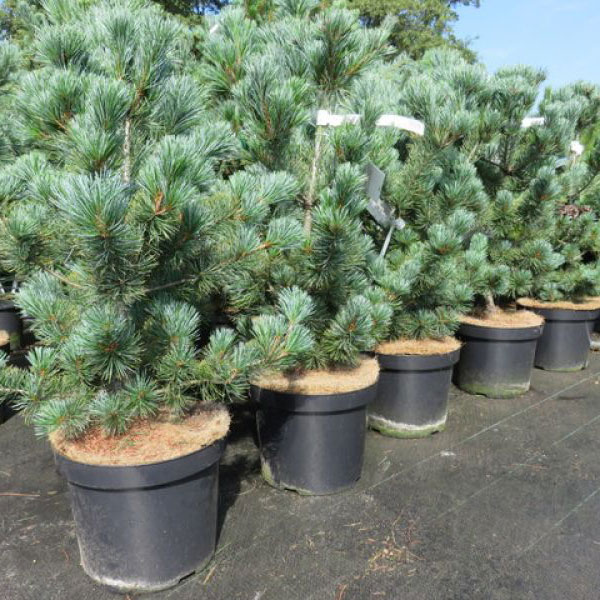 Pinus parviflora "Negishi" 40-60, K5