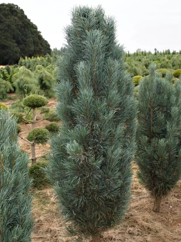 Pinus sylvestris "Fastigiata"