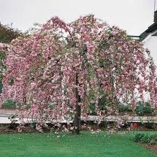 Okrasná čerešňa Prunus serr. "Kiku-shidare-sakura 180km