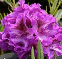 Rododendrón (Rhododendron) "Anatevka"