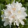Rododendrón (Rhododendron) "Cunningh. White" 30-40