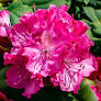 Rododendrón (Rhododendron) "Germania" 30-40, K5