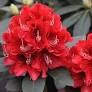 Rododendrón (Rhododendron) "Karl Naue" 30-40