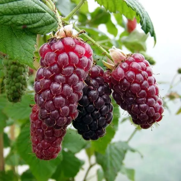 Malinočernica (Rubus fruticosus) "Tayberry"  C2L
