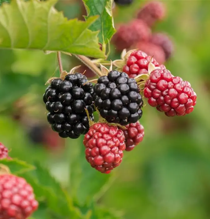 Černica nepichľavá (Rubus fruticosus) "Himalaya" 40 RK2