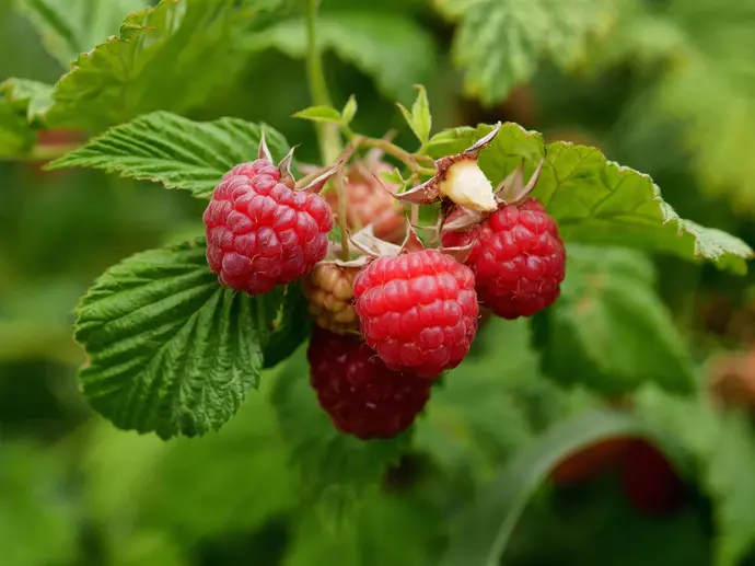 Malina červená (Rubus idaeus) "Heritage" 40 RK2