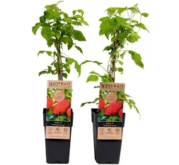 Rubus idaeus "Malling Promise" 40 RK2