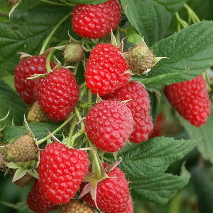 Rubus idaeus "Ottawa" 40 RK2