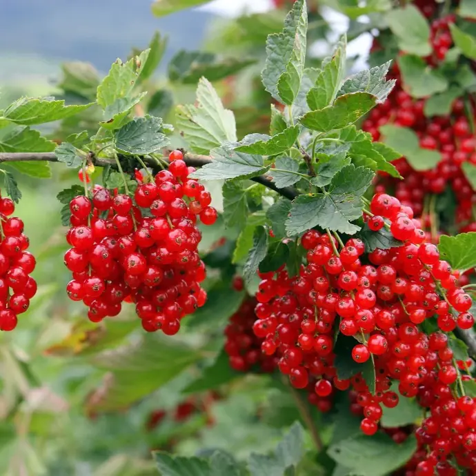 Ríbezľa červená (Ribes rubrum) "Jonker van Tets" 40 RK2