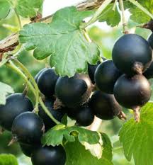 Kríženec ríbezle a egreša (Ribes nidigrolaria) ´JOSTA´ 40 RK2