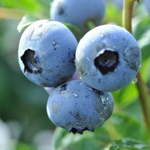 Čučoriedka kanadská (Vaccinium) "Duke" 30-40, K2,5 skorá