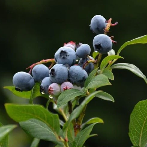 Čučoriedka kanadská (Vaccinium corymbosum)  "Northland" 30-40, K2,5 str. skorá