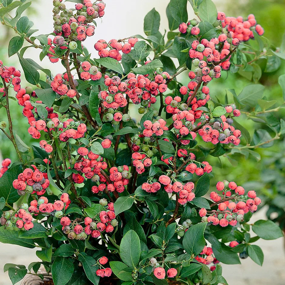Čučoriedka kanadská (Vaccinium corymbosum)  "Pink Lemonade" 30-40, neskorá