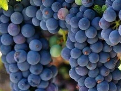 Vitis "Jupiter" modré bezsemenné 20KM