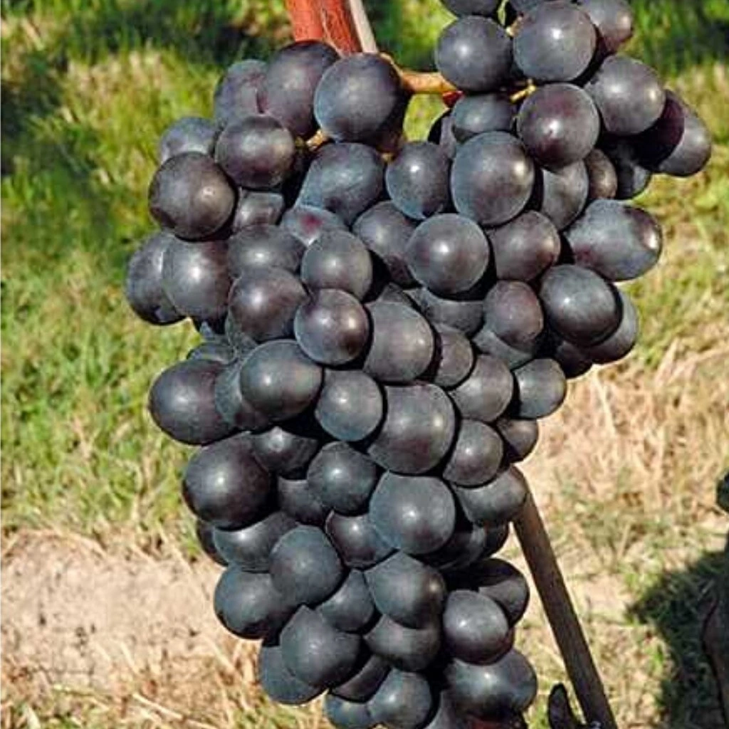 Vitis "Nero" modré
