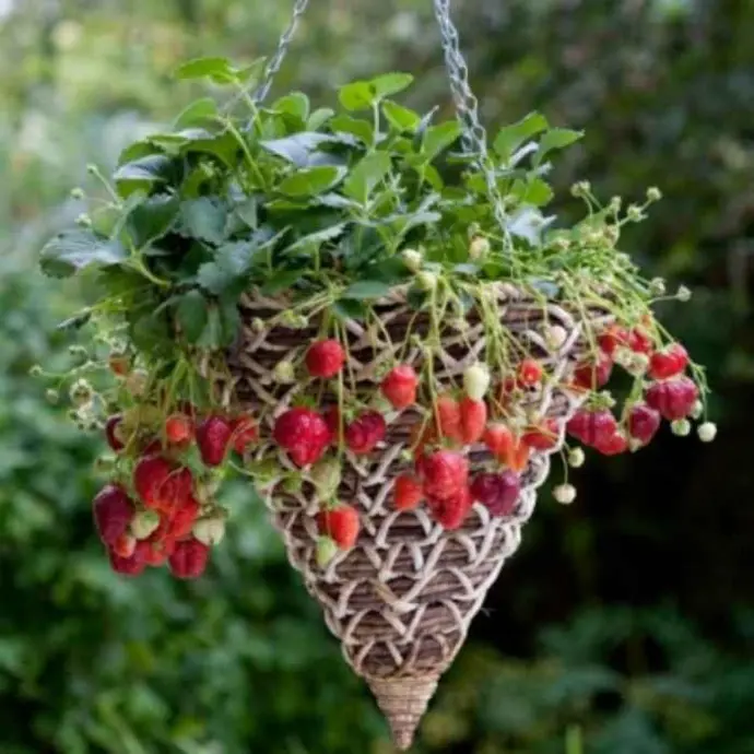 Jahody MARA DE BOIS (previslá) 1ks - 1,40eur