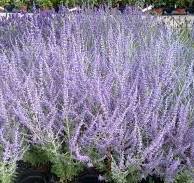 Perovskia Lebedolistá (Perowskia atriplicifolia "Blue Steel"