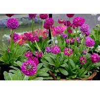 Primula denticulata "Prom Deep Rose"