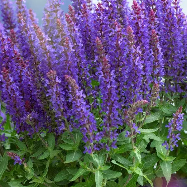 Šalvia hájna "Sensation Compact Deep Blue" (Salvia nemorosa)