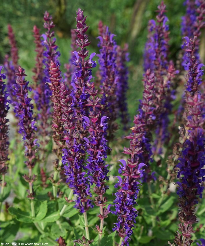 Šalvia hájna "Sensation Compact Viola" (Salvia nemorosa)