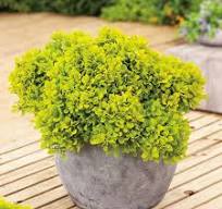 Berberis th. Golden Zwerg