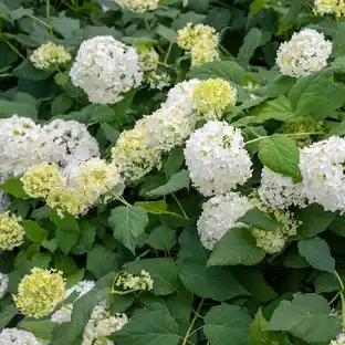 Hortenzia stromčekovitá (Hydrangea arborescens) "Annabelle"