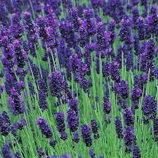 Levanduľa úzkolistá "Hidcote" (Lavandula angustifolia)