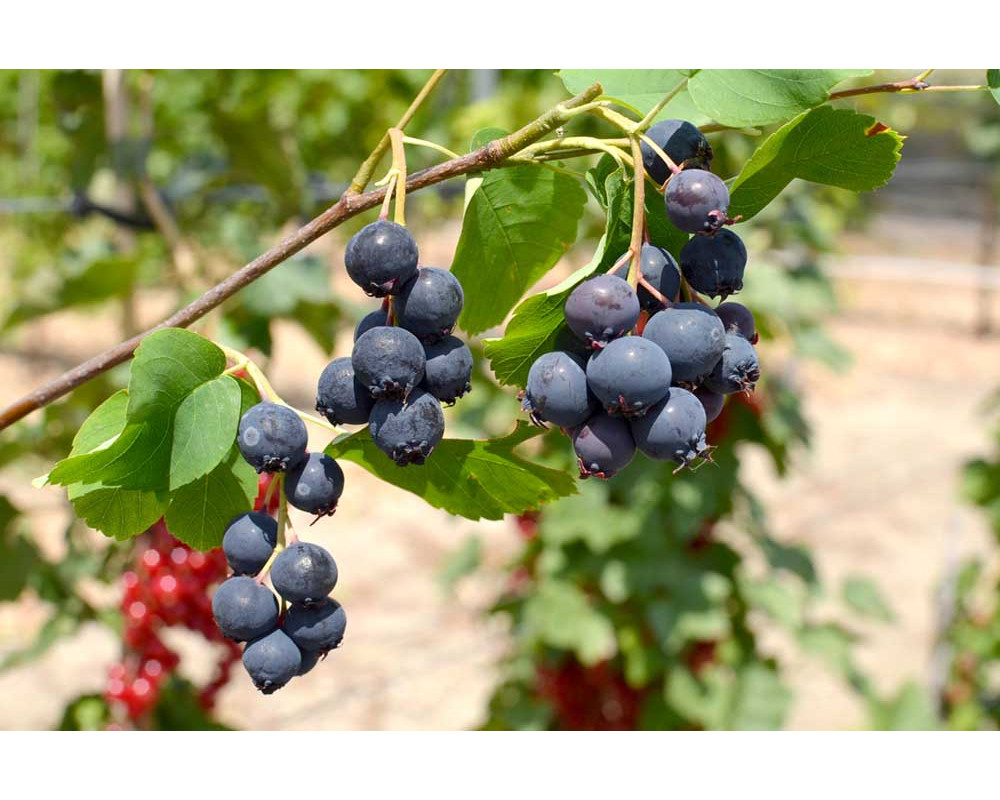 Muchovník jelšolistý (Amelanchier) "Smoky", RK2