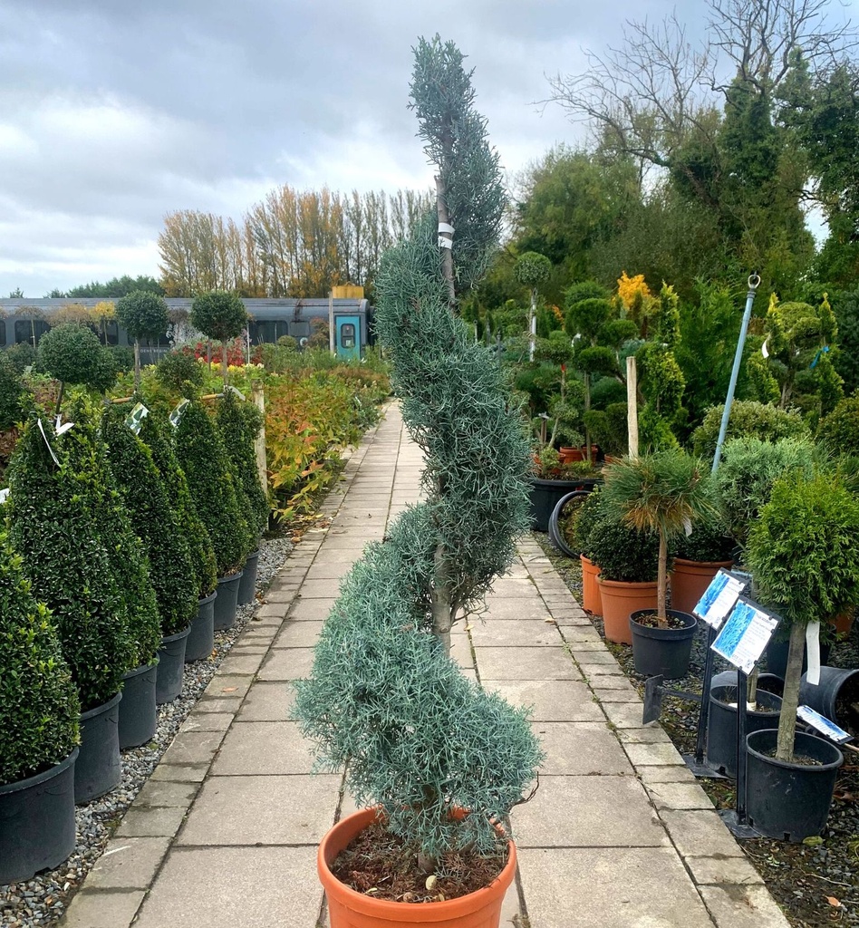 CUPRESSUS ARIZONICA "Fastigiata", CLT 35, Spirale, 140-160